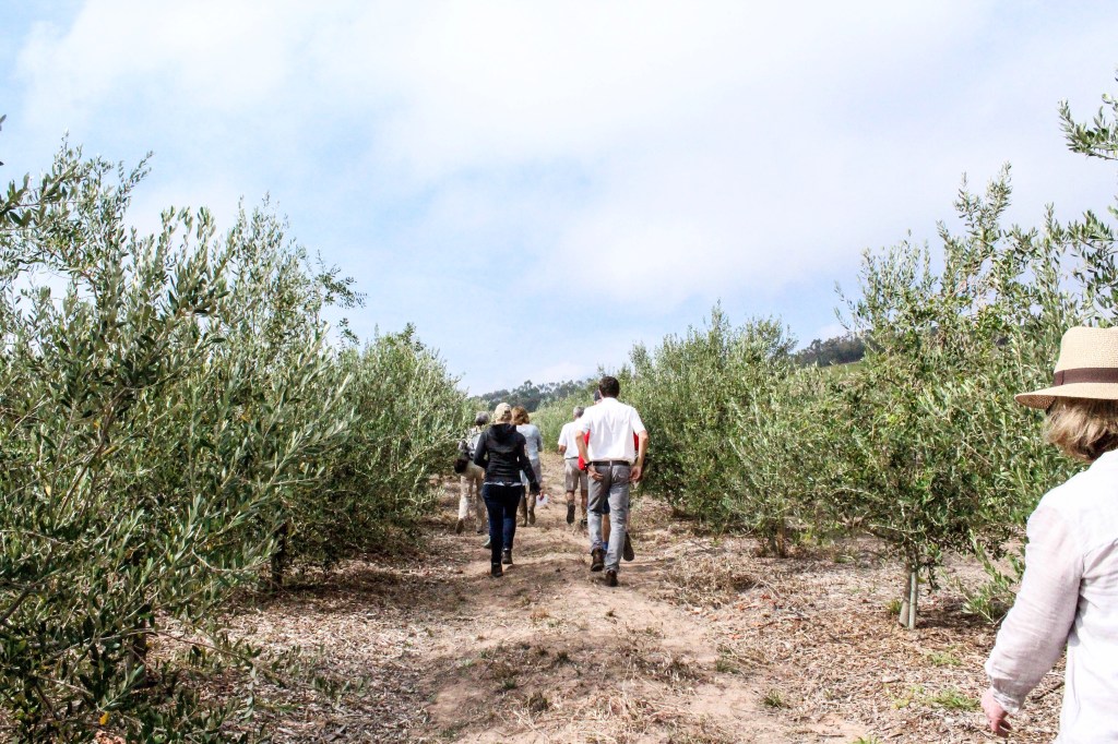 Babylonstoren Olive Workshop