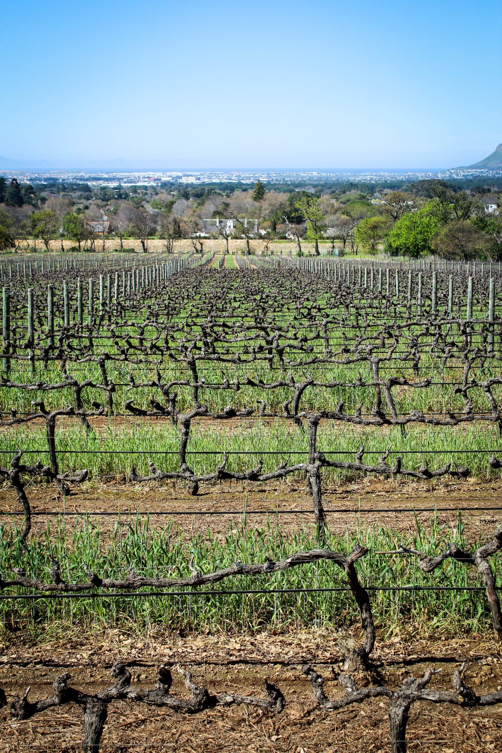 Out of the Office at Groot&nbsp;Constantia