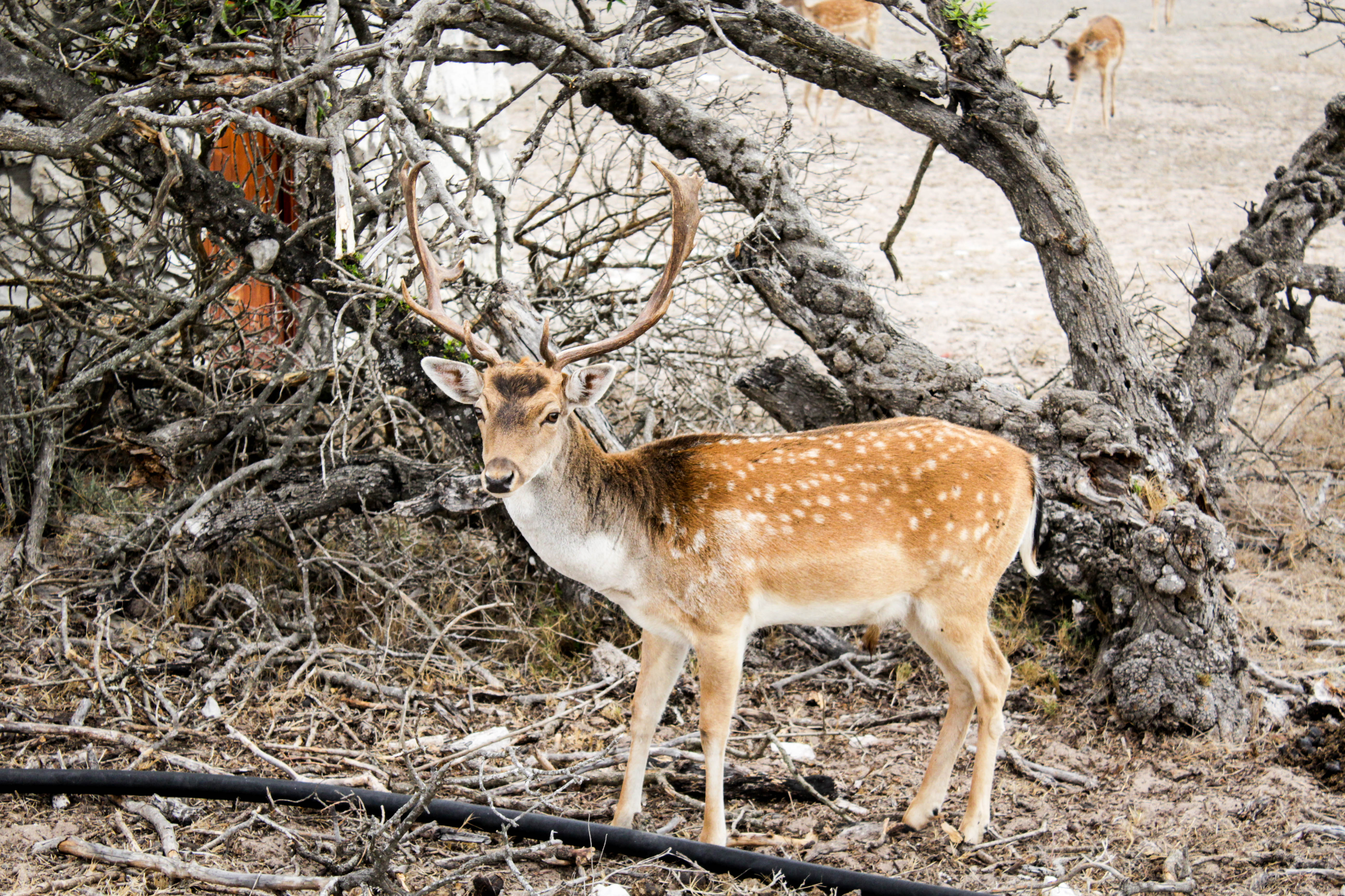 West Coast Way Trip 2 255