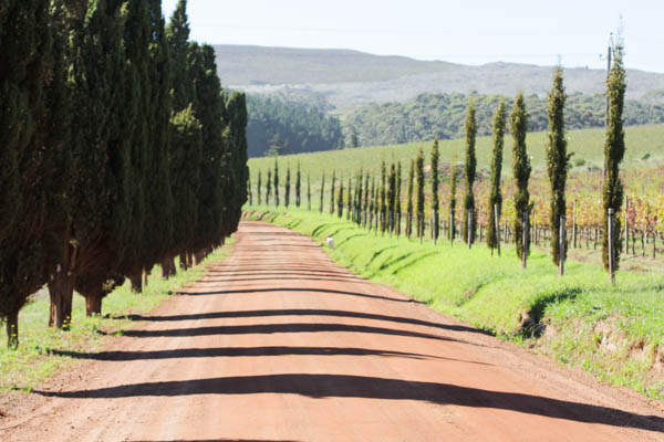 Wine Region Trip 222