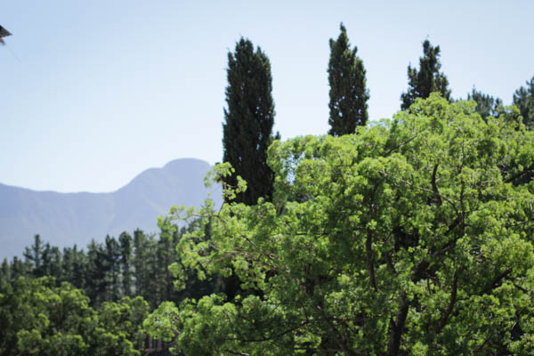 Wine Region Trip 271