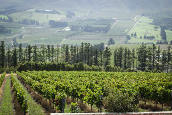 Wine Region Trip 343