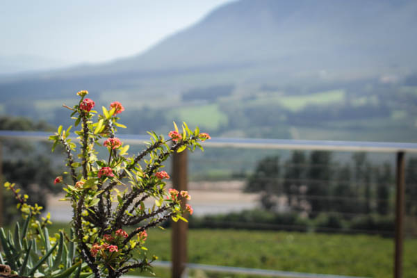 Wine Region Trip 358