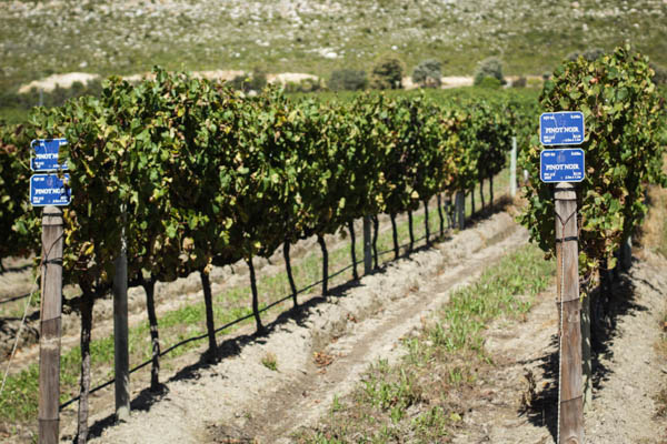 Wine Region Trip 382