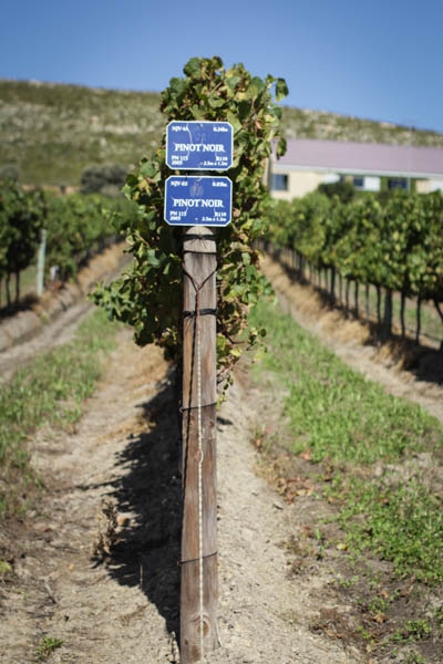 Wine Region Trip 383