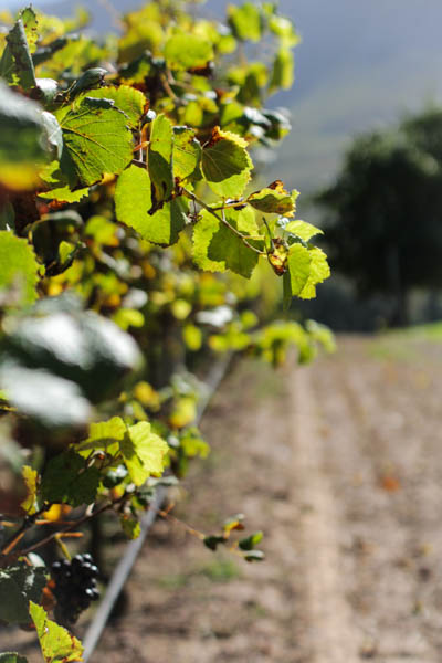 Wine Region Trip 410