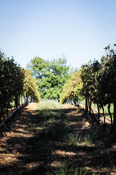 Wine Region Trip 476