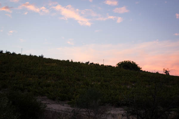 Wine Region Trip 515