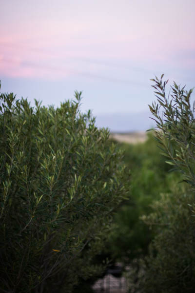 Off the Beeten Track – Why you should Visit the Swartland and Wellington Wine&nbsp;Regions